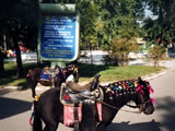 Horses_in_Khabarovsk_park